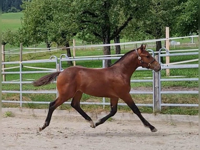 Freiberger Stallion Foal (03/2025) Brown in Konolfingen