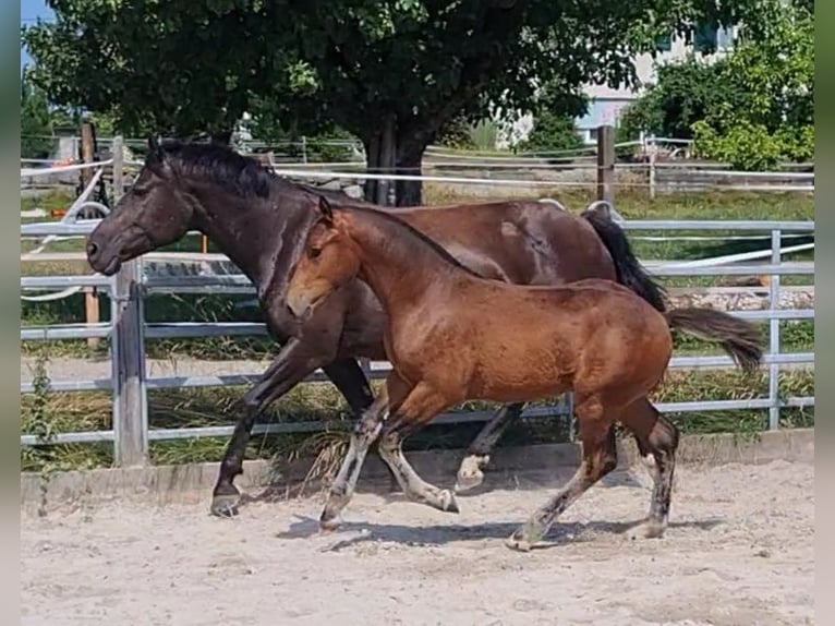 Freiberger Stallion Foal (03/2025) Brown in Konolfingen