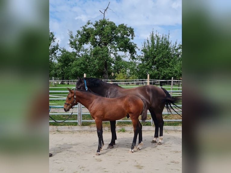 Freiberger Stallion Foal (03/2025) Brown in Konolfingen