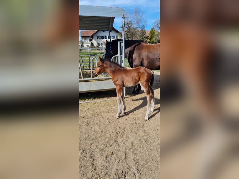 Freiberger Stallion Foal (03/2025) Brown in Konolfingen