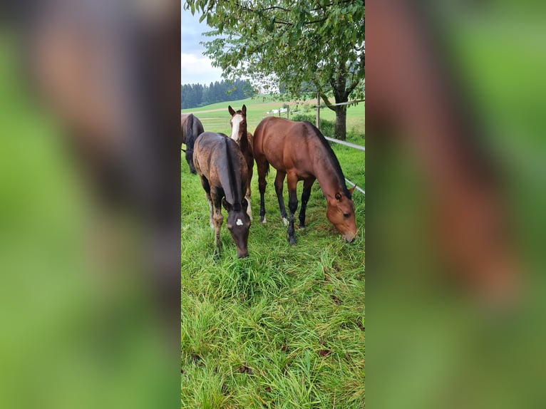 Freiberger Stallion Foal (03/2025) Brown in Konolfingen