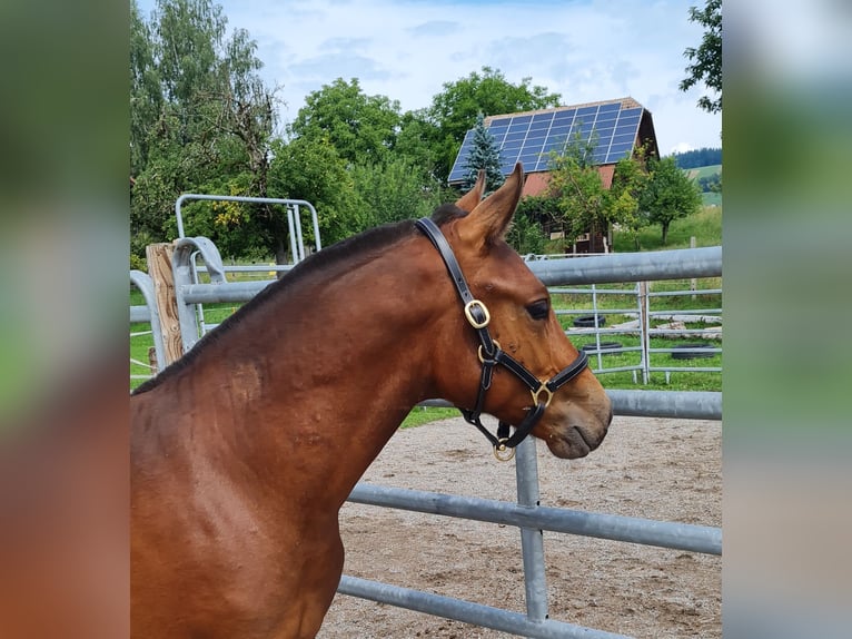Freiberger Stallion Foal (03/2025) Brown in Konolfingen