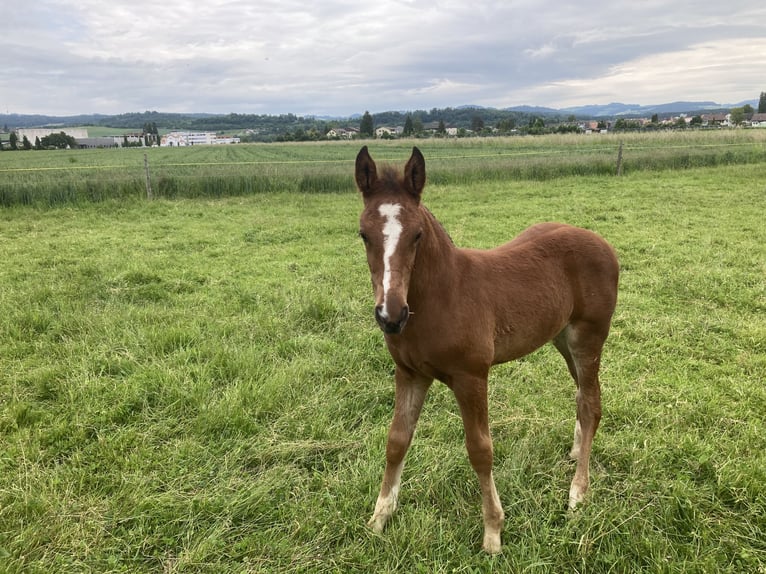 Freiberger Stallion  Brown in Belp