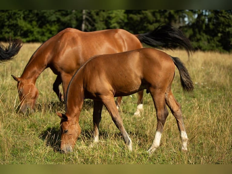 Freiberger Stallion Foal (04/2025) Brown in Sornetan