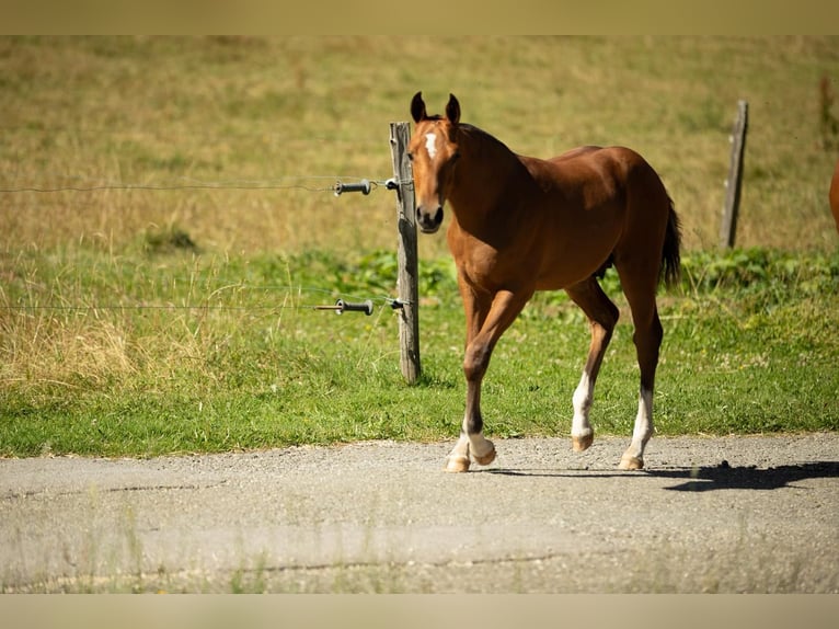 Freiberger Stallion Foal (04/2025) Brown in Sornetan Freiberger Stallion Foal (04/2025) Brown in Sornetan