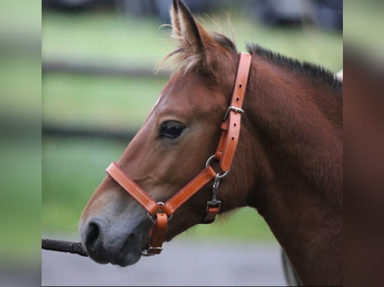 Freiberger Stallion Foal (04/2025) Brown in Toffen