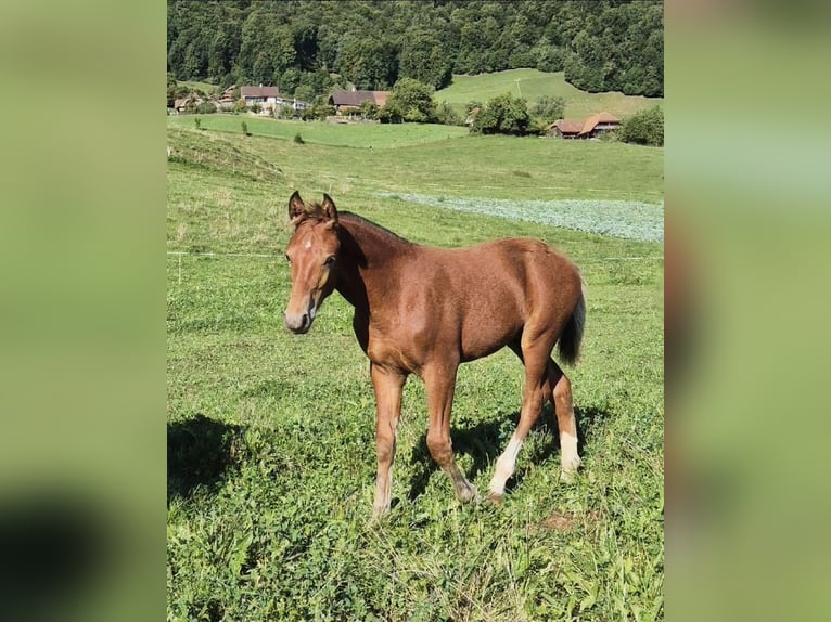 Freiberger Stallion Foal (04/2025) Brown in Toffen