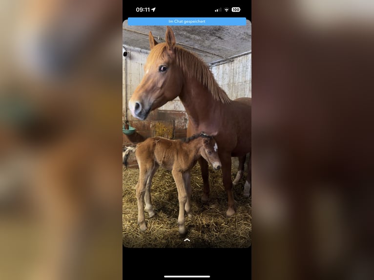 Freiberger Stallion Foal (03/2026) Brown in Mümliswil