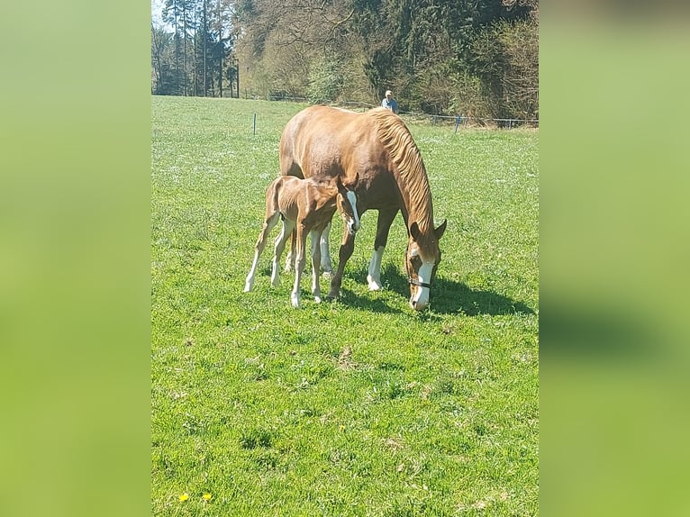 Freiberger Stallion Foal (01/2026) Brown in Fulenbach