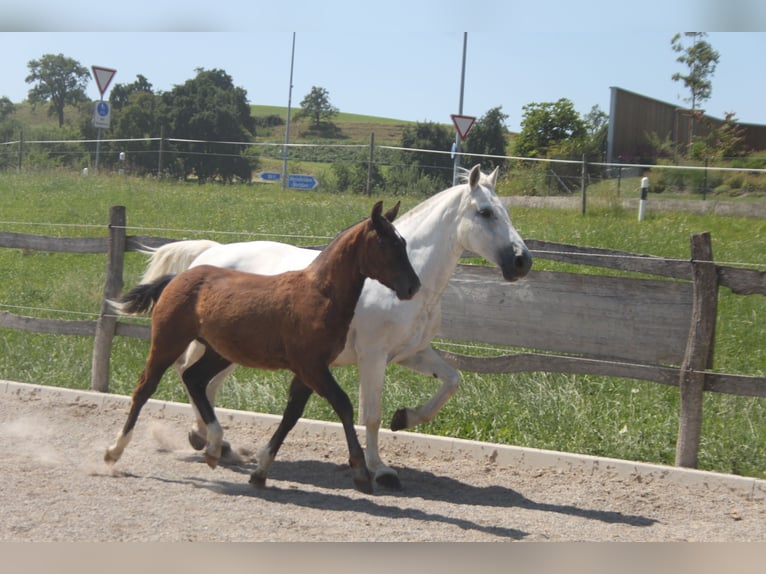 Freiberger Stallion Foal (02/2025) Can be white in Sch&#xF6;nholzerswilen