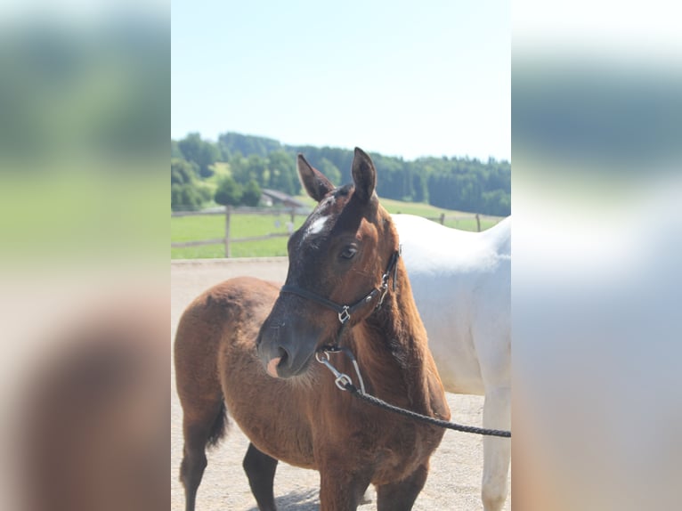 Freiberger Stallion Foal (02/2025) Can be white in Sch&#xF6;nholzerswilen