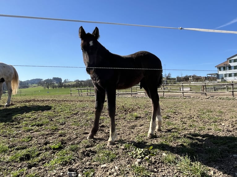 Freiberger Stallion Foal (02/2025) Can be white in Sch&#xF6;nholzerswilen
