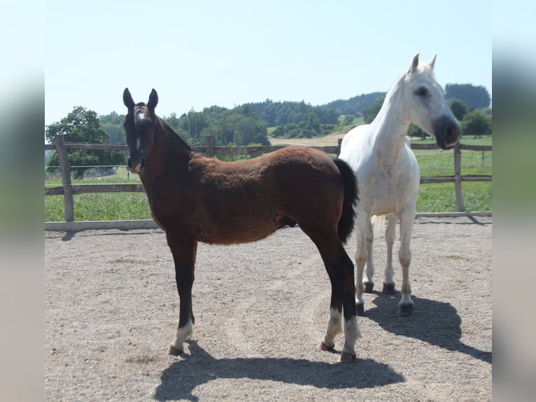 Freiberger Stallion Foal (02/2025) Can be white in Sch&#xF6;nholzerswilen