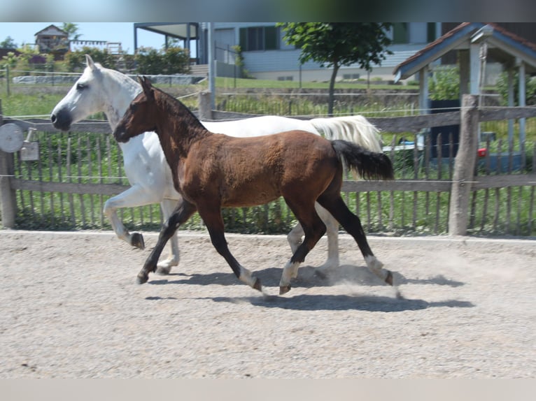 Freiberger Stallion Foal (02/2025) Can be white in Sch&#xF6;nholzerswilen