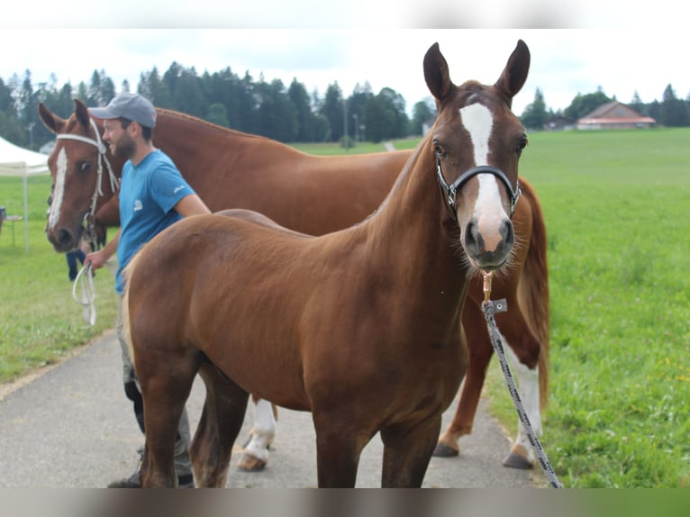 Freiberger Stallion Foal (04/2024) Chestnut in Le Prévoux