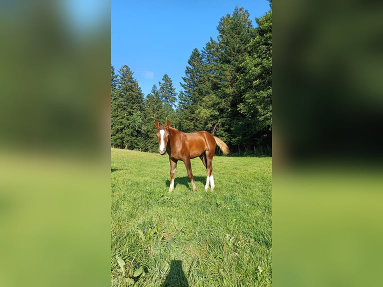 Freiberger Stallion Foal (04/2024) Chestnut in Le Prévoux