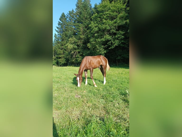 Freiberger Stallion Foal (04/2024) Chestnut in Le Prévoux