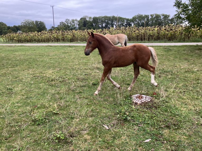 Freiberger Stallion Foal (05/2024) Chestnut-Red in Belmont-sur-Yverdon