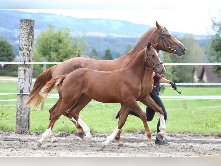 Freiberger Stallion Foal (03/2025) Chestnut-Red in Moosleerau Freiberger Stallion Foal (03/2025) Chestnut-Red in Moosleerau