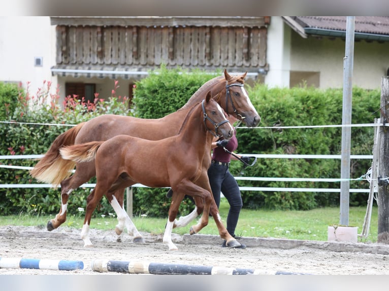 Freiberger Stallion Foal (03/2025) Chestnut-Red in Moosleerau Freiberger Stallion Foal (03/2025) Chestnut-Red in Moosleerau