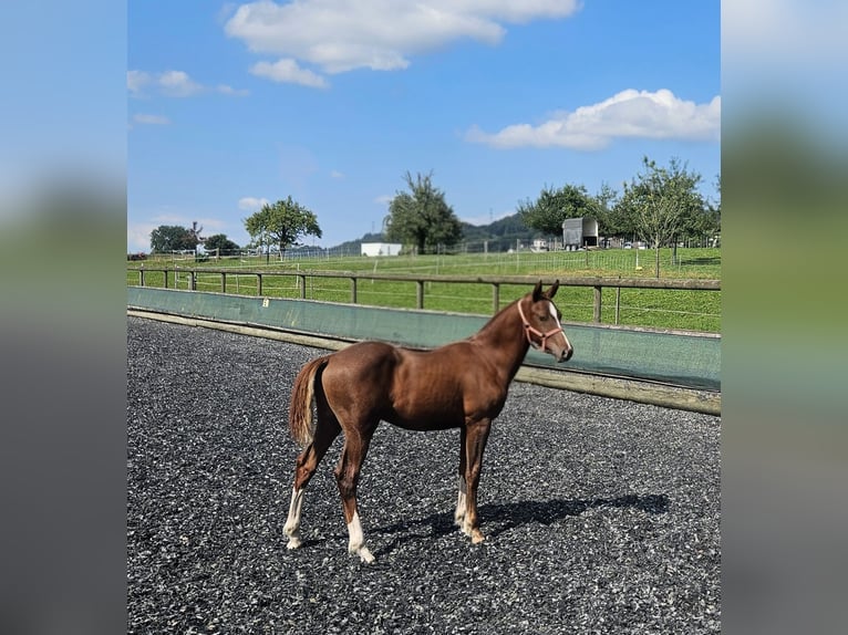 Freiberger Stallion Foal (03/2025) Chestnut-Red in Moosleerau