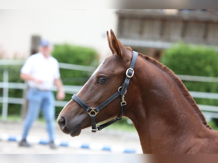 Freiberger Stallion Foal (03/2025) Chestnut-Red in Moosleerau Freiberger Stallion Foal (03/2025) Chestnut-Red in Moosleerau