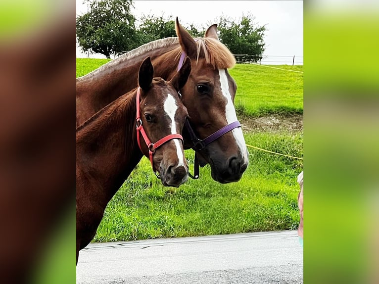 Freiberger Stallion Foal (03/2025) Chestnut-Red in Moosleerau