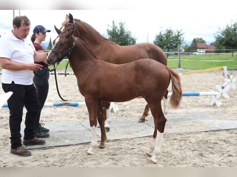 Freiberger Stallion Foal (03/2025) Chestnut-Red in Moosleerau Freiberger Stallion Foal (03/2025) Chestnut-Red in Moosleerau