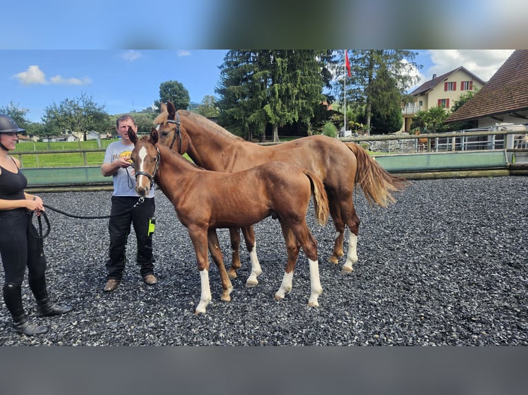 Freiberger Stallion Foal (03/2025) Chestnut-Red in Moosleerau