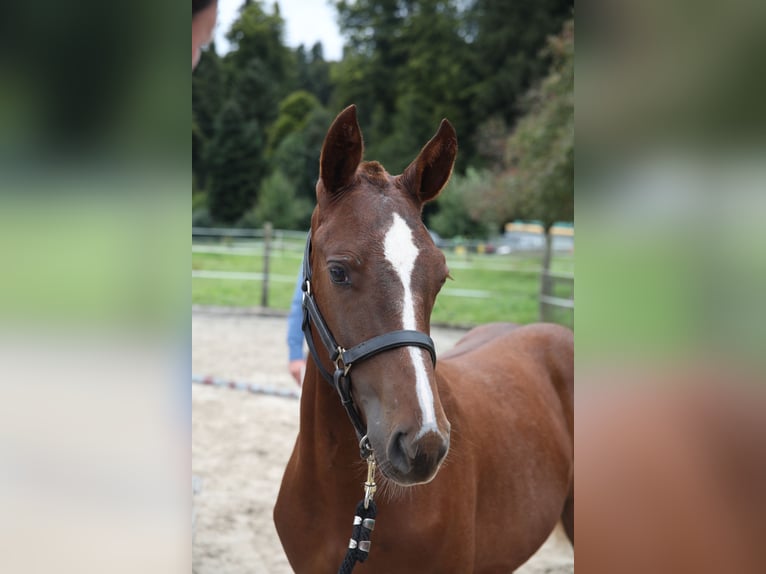 Freiberger Stallion Foal (03/2025) Chestnut-Red in Moosleerau Freiberger Stallion Foal (03/2025) Chestnut-Red in Moosleerau