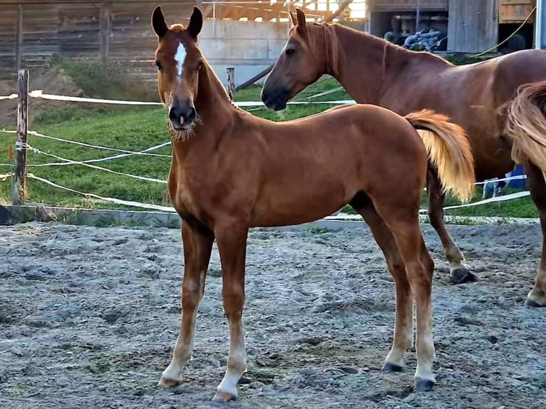 Freiberger Stallion Foal (04/2024) Chestnut-Red in Kottwil