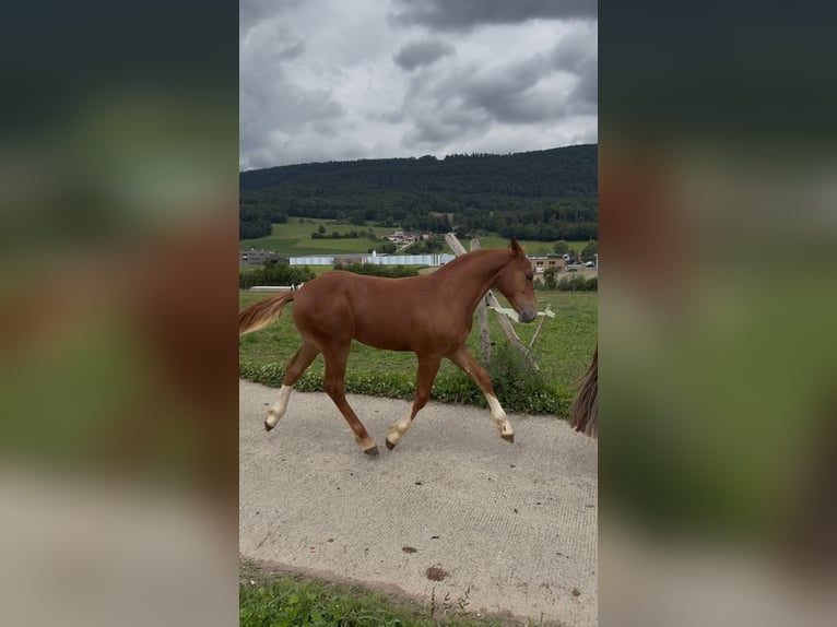 Freiberger Stallion Foal (03/2025) Chestnut-Red in Del&#xE9;mont