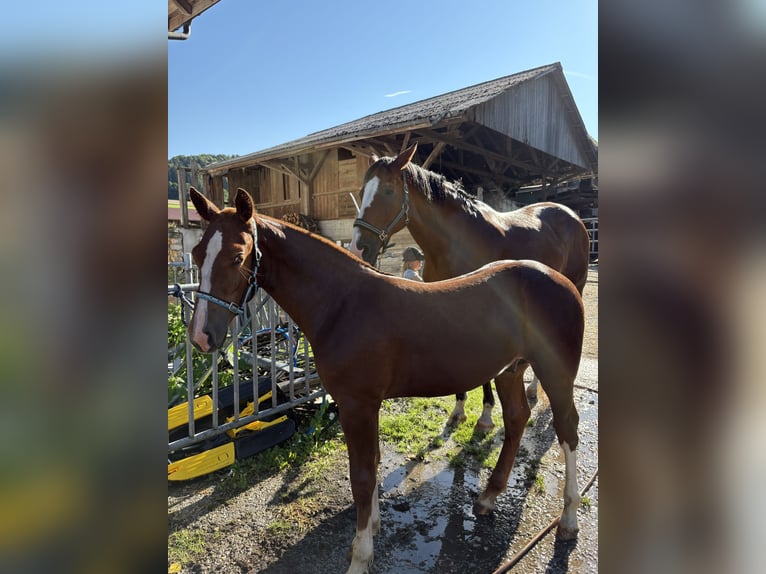 Freiberger Stallion Foal (03/2025) Chestnut-Red in Del&#xE9;mont