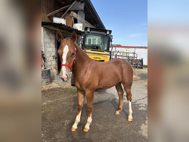 Freiberger Stallion Foal (03/2025) Chestnut-Red in Del&#xE9;mont