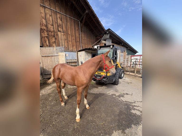 Freiberger Stallion Foal (03/2025) Chestnut-Red in Del&#xE9;mont