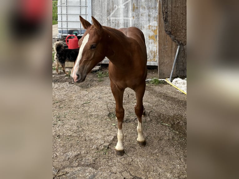 Freiberger Stallion Foal (03/2025) Chestnut-Red in Del&#xE9;mont
