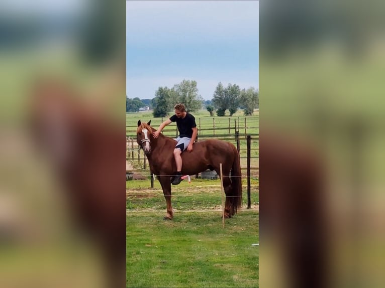 Freiberger Stallion Sorrel in Olst
