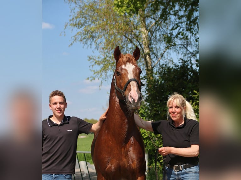 Freiberger Stallion Sorrel in Olst