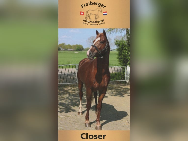 Freiberger Stallion Sorrel in Olst
