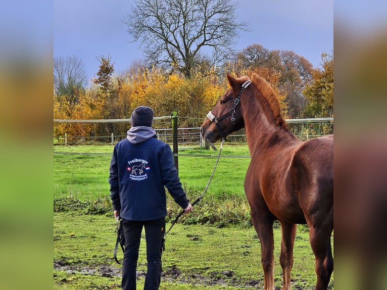 Freiberger Stallion Sorrel in Olst