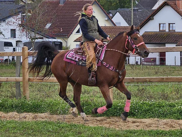 Freiberger Sto 7 år 158 cm Brun in Linkenbach