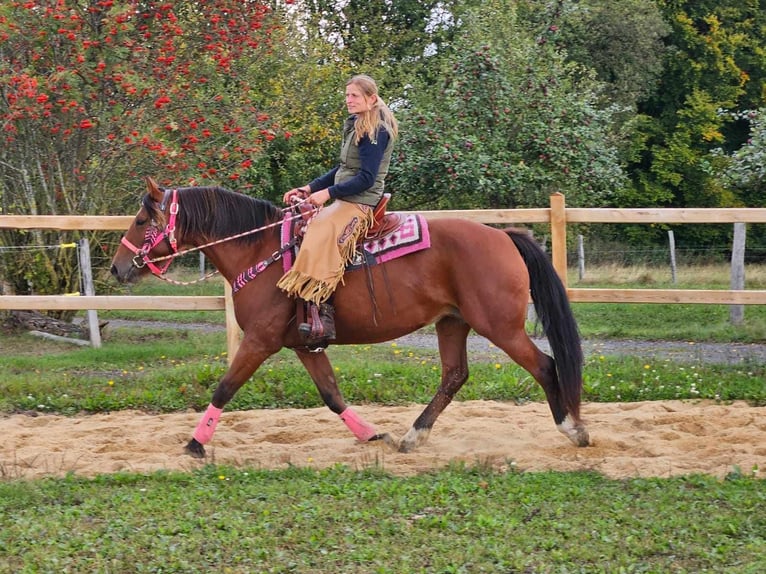 Freiberger Sto 7 år 158 cm Brun in Linkenbach