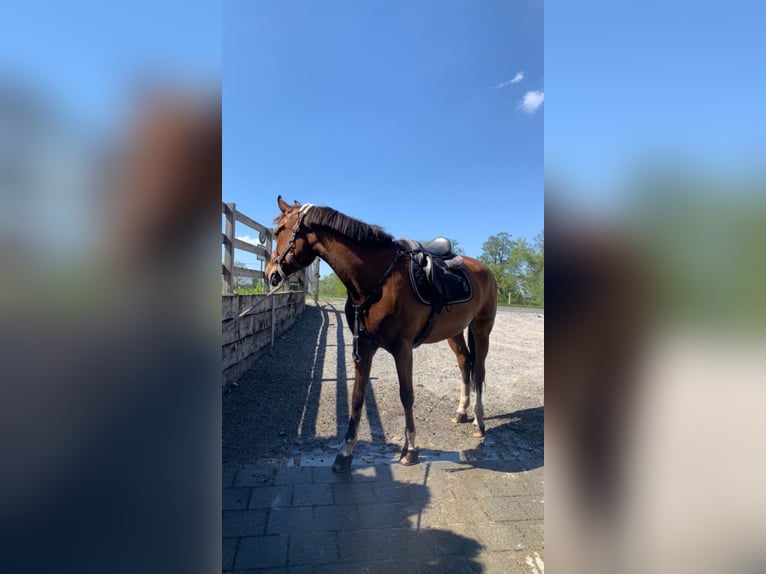 Freiberger Sto 7 år 160 cm Brun in Beinwil am See