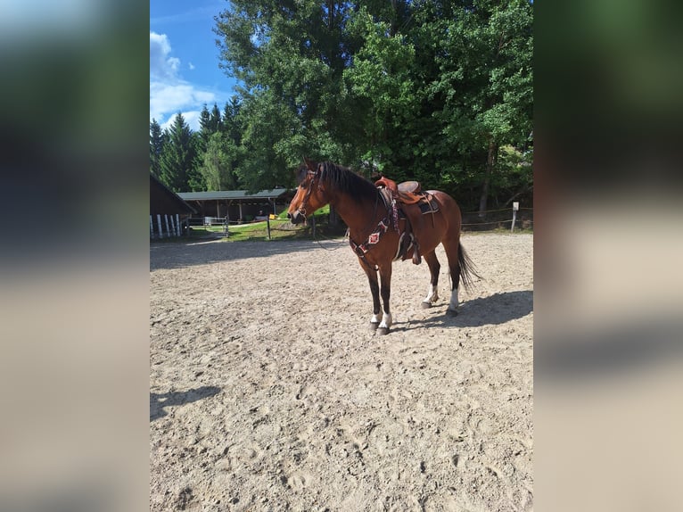 Freiberger Stute 10 Jahre 155 cm Brauner in K&#xF6;nigswiesen