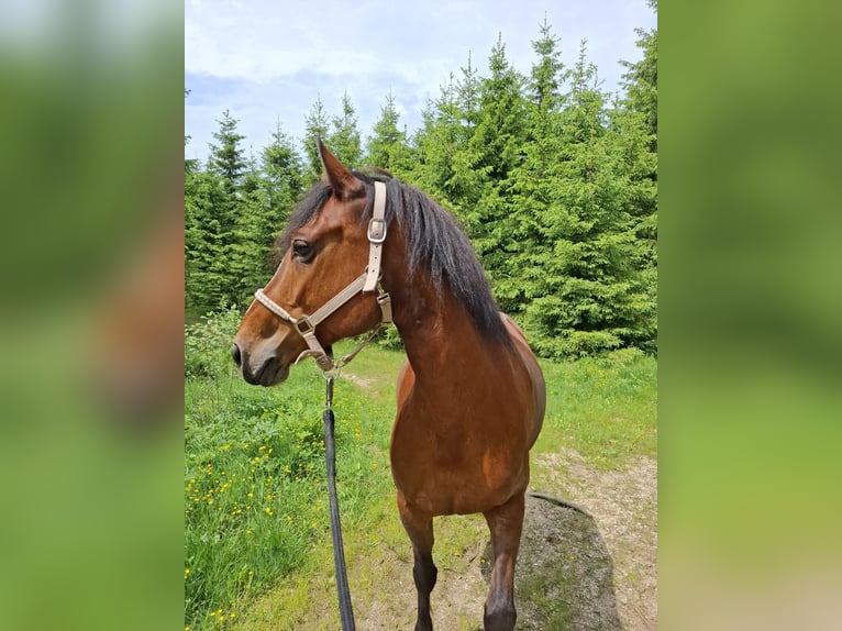 Freiberger Stute 10 Jahre 155 cm Brauner in K&#xF6;nigswiesen