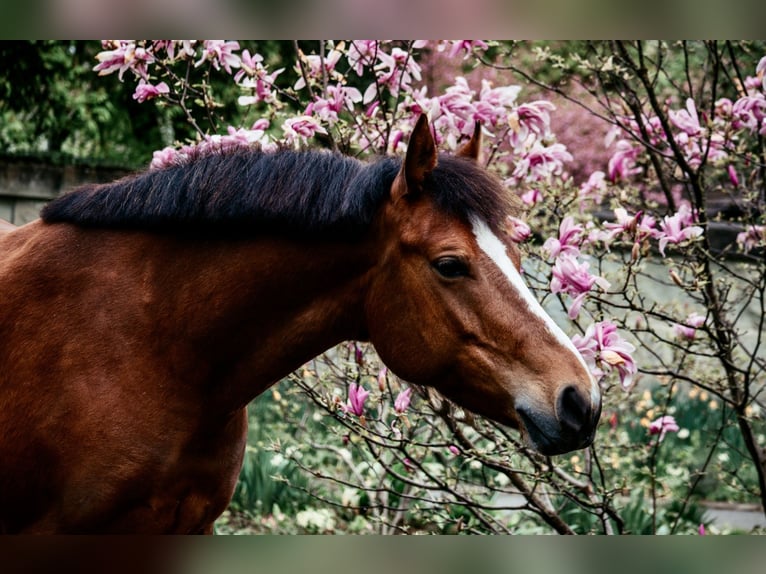 Freiberger Stute 10 Jahre 155 cm Brauner in Schüpfheim