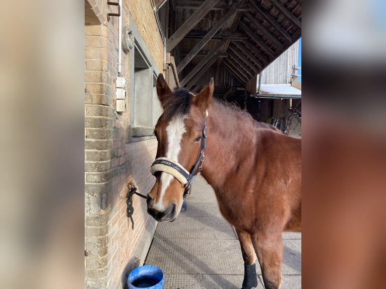 Freiberger Stute 10 Jahre 155 cm Brauner in Schüpfheim