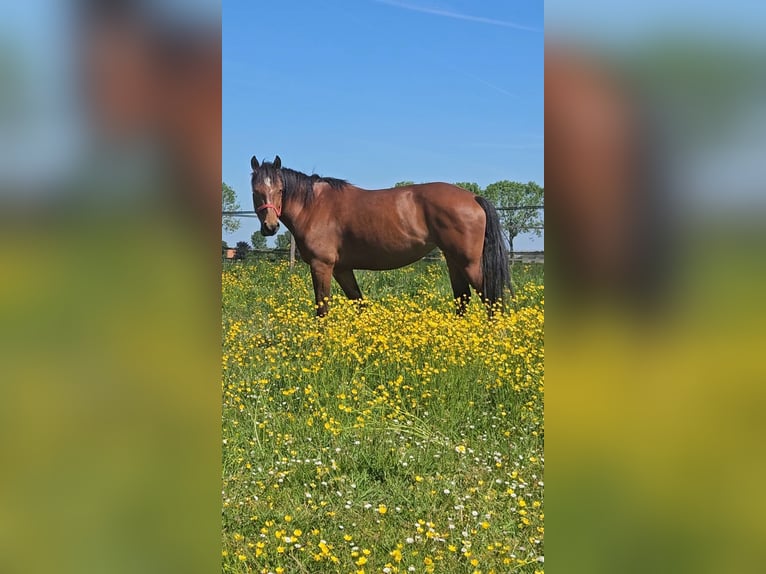 Freiberger Stute 10 Jahre 155 cm Brauner in Olst
