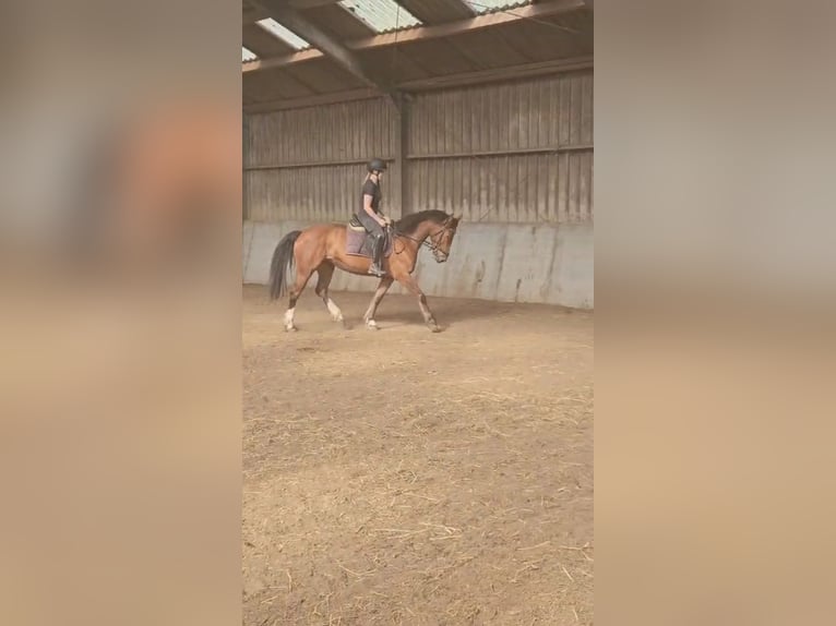Freiberger Stute 10 Jahre 155 cm Brauner in Olst