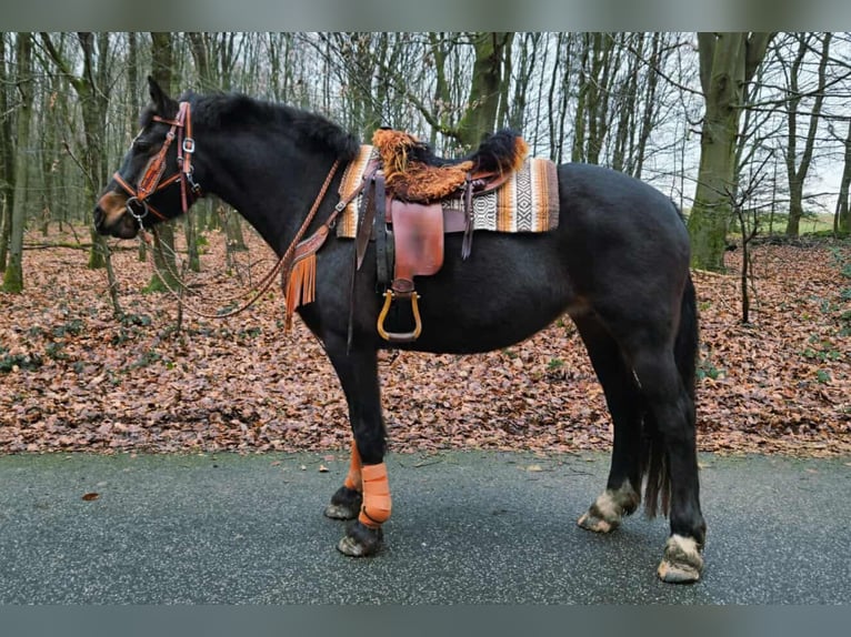 Freiberger Stute 10 Jahre 160 cm Brauner in Linkenbach